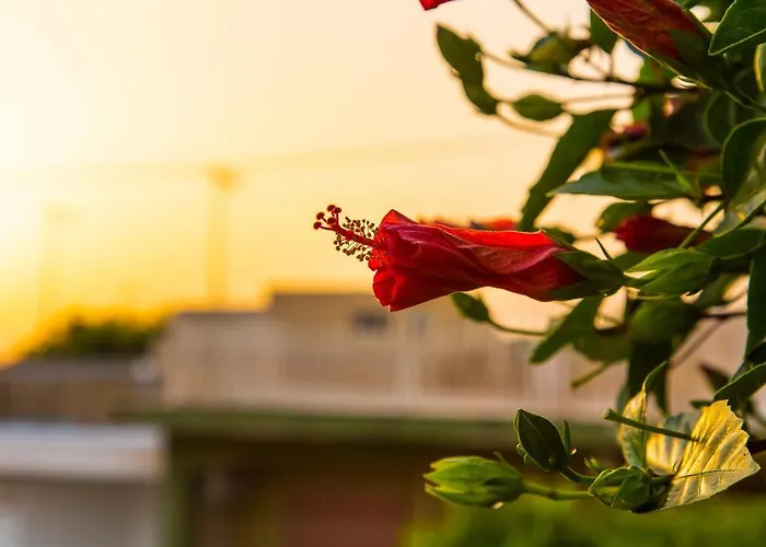 Jazira 4* 斯哥利提